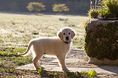 Portrait of Golden retriever puppy, Provence, France
