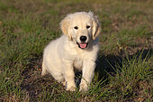 Portrait of Golden retriever puppy sitting in the grass, Provence, France