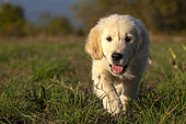 Portrait of Golden retriever puppy walking in the grass, Provence, France