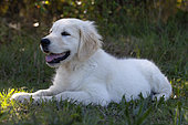 Portrait of Golden retriever puppy lying in the grass, Provence, France