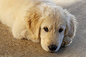Portrait of Golden retriever puppy at rest, Provence, France