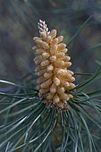 Maritime pine (Pinus pinaster) cone male, Vaucluse, Provence, France