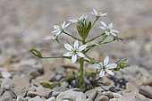 Garden Star-of-Bethlehem (Ornithogalum umbellatum) in bloom, Vaucluse, Provence, France