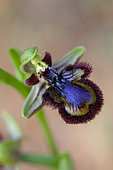 Mirror orchid (Ophrys speculum, Vaucluse, Provence, France