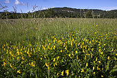 Meadow with Sickle-fruited fenugreek (Trigonella esculenta in bloom, Vaucluse, Provence, France
