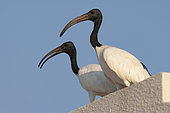 Sacred Ibis (Threskiornis aethiopicus), Dubai, United Arab Emirates