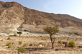 Desert landscape, Sultanate of Oman