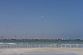 Gulls and fishing boats on the coast, Sultanate of Oman