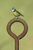 Blue tit (Cyanistes caeruleus) perched on a old piece of rusty steel, England