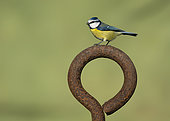 Blue tit (Cyanistes caeruleus) perched on a old piece of rusty steel, England