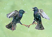 Starling (Sturnus vulagaris) fighting in falling snow, England