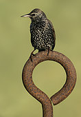 Starling (Sturnus vulagaris) perched on a rusty steel ring, England