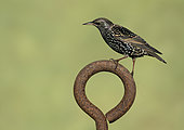 Starling (Sturnus vulagaris) perched on a rusty steel ring, England