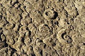 La Dalle aux Ammonites near Digne - Geological Reserve of. Over 320 square meters, there are more than 1550 ammonites of all sizes, the largest of which have a diameter of 70 cm! Main species: Coroniceras multicostatum (200 Ma), Digne Geological Reserve, Alpes de Haute Provence, France