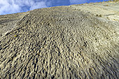 La Dalle aux Ammonites près de Digne - Réserve géologique de. Sur 320 mètres-carrés, on compte plus de 1550 ammonites de toutes tailles, dont les plus grandes ont un diamètre de 70 cm ! Principale espèce : Coroniceras multicostatum (200 Ma), Réserve Géologique de Digne, Alpes de Haute Provence, France