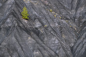 Les Terres Noires de Robine sur Galabre. Jurassic (Toarcian) marls rich in organic matter, tender and very sensitive to gullying, colonized mainly by Scots pines and forming remarkable reliefs in the Digne Geological Reserve, Alpes de Haute Provence, France.