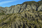 The Black Earths of the nappe of Digne, above Draix. Jurassic marls rich in organic matter, soft and very sensitive to gullying, colonized mainly by Scots pines and forming remarkable reliefs in the Geological Reserve of Digne, Alpes de Haute Provence, France.