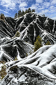 Les Terres Noires de Robine sur Galabre under the snow. Jurassic (Toarcian) marls rich in organic matter, tender and very sensitive to gullying, colonized mainly by Scots pines and forming remarkable reliefs in the Digne Geological Reserve, Alpes de Haute Provence, France.