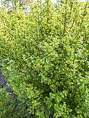 Mountain Currant 'Aureum', Ribes alpinum 'Aureum' in bloom