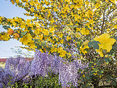 California Flannel Bush 'Pacific Sunset', Fremontodendron californicum 'Pacific Sunset' with Chinese wisteria, Wisteria sinensis, in bloom