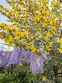 California Flannel Bush 'Pacific Sunset', Fremontodendron californicum 'Pacific Sunset' with Chinese wisteria, Wisteria sinensis, in bloom