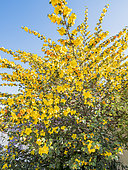 California Flannel Bush 'Pacific Sunset', Fremontodendron californicum 'Pacific Sunset', in bloom