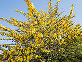 California Flannel Bush 'Pacific Sunset', Fremontodendron californicum 'Pacific Sunset', in bloom