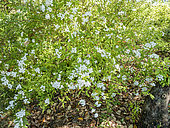 Reeves' meadowsweet 'Lanceata', Spiraea cantoniensis 'Lanceata', in bloom