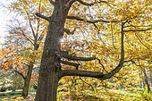 English oak, Quercus robur, in autumn