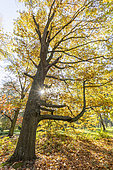 English oak, Quercus robur, in autumn
