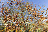Golden rain tree, Koelreuteria paniculata, capsules