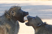 Playful confrontation between two chacma baboons (Papio cynocephalus ursinus) of the same clan reinforcing social cohesion. Kruger NP. South Africa