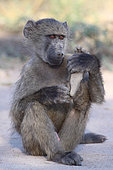 Young male chacma baboon (Papio cynocephalus ursinus) playing with foot, Kruger NP, South Africa