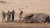 Kruger National Park ranger using an axe to extract a tusk from the body of a naturally dead elephant (Loxodonta africana) to combat poaching, Kruger NP, South Africa