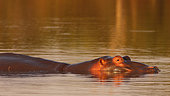 Warm lights at the end of the day illuminating the head of a Hippopotamus (Hippopotamus amphibius) in a river, Kruger NP, South Africa