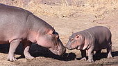 Female Hippopotamus (Hippopotamus amphibius) touching the snout of her newborn, Kruger NP, South Africa