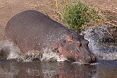 Hippopotamus (Hippopotamus amphibius) rushing into the water, Kruger NP, South Africa