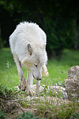 Arctic wolf (Canis lupus arctos) in spring