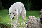 Arctic wolf (Canis lupus arctos) in spring