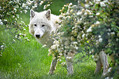 Arctic wolf (Canis lupus arctos) in spring