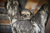 Pale-throated three-toed sloth (Bradypus tridactylus) young hanging on the belly of its mother, French Guiana
