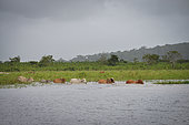 Zebus crossing the Marais de Kaw nature reserve, French Guiana