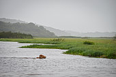 Zebus crossing the Marais de Kaw nature reserve, French Guiana