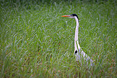 Cocoi Heron (Ardea cocoi) in grass, Kaw Marshes Nature Reserve, French Guiana