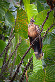 Hoatzin (Opisthocomus hoazin) on a branch, Réserve naturelle des Marais de Kaw, French Guiana
