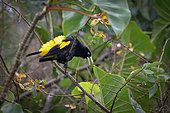 Yellow-rumped Cacique (Cacicus cela) in a tree, Réserve naturelle des Marais de Kaw, French Guiana