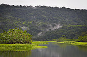 Kaw Marshes Nature Reserve, French Guiana