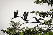 Neotropic Cormorant (Phalacrocorax brasilianus) taking flight from a tree branch, Kaw Marshes Nature Reserve, French Guiana