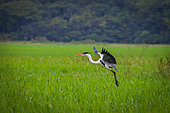 Cocoi Heron (Ardea cocoi) in flight, Kaw Marshes Nature Reserve, French Guiana