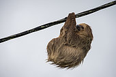 Southern two-toed Sloth (Choloepus didactylus) hanging from an electric cable, French Guiana